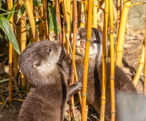 otter play