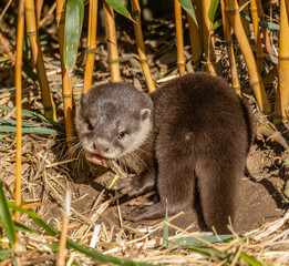 otter play