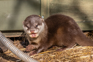 baby otter