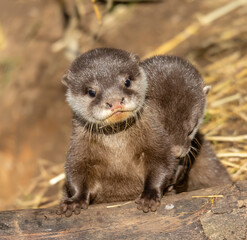 otter on the rock