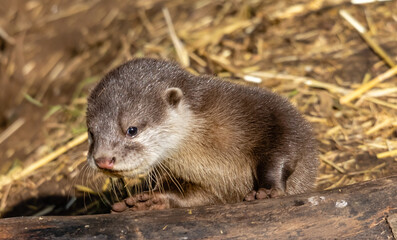 baby otter