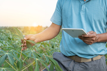 Working in agriculture by using technology to assist in the works. farmers are keeping track of the quality and growth of cassava by examining data and recording data in the application on tablet