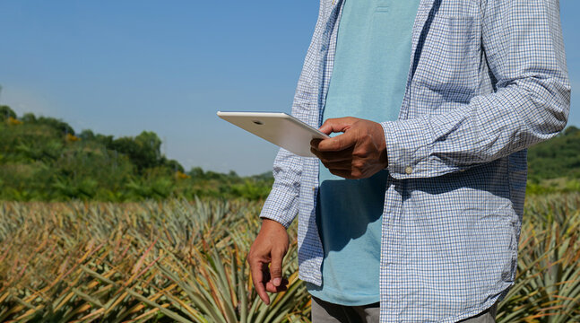 Working in agriculture by using technology to assist in the works. farmers are keeping track of the quality and growth of pineapples by examining data and recording data in the application on tablet