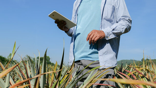The idea of working in agriculture by using technology to aid in the labor is demonstrated by a man using a tablet computer to verify, read, or analyze a report on pineapple in a plantation farm.