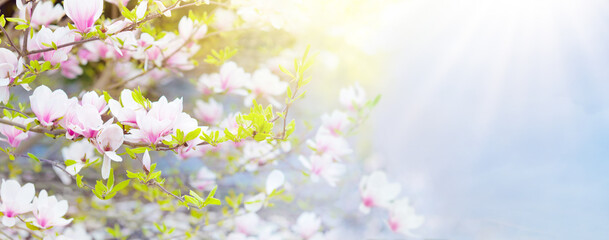 Blooming magnolia tree. Spring flowers. - obrazy, fototapety, plakaty
