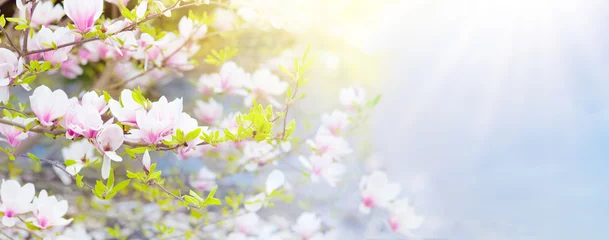Rolgordijnen Blooming magnolia tree. Spring flowers. © famveldman