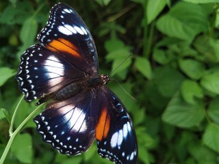 Hypolimnas bolina, the great eggfly,common eggfly,varied eggfly or in New Zealand the blue moon butterfly is a species of nymphalid butterfly found from Madagascar to Asia and Australia © A.willem