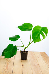 a monstera in a pot on a wooden table against a white wall. 