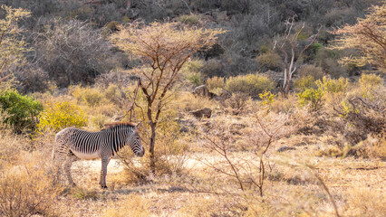 Fototapeta na wymiar Grévy's zebra (Equus grevyi), Samburu National Rerserve, Kenya.