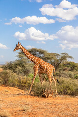 Reticulated giraffe (Giraffa camelopardalis reticulata) walking by in a breathtaking landscape, Samburu National Reserve, Kenya.