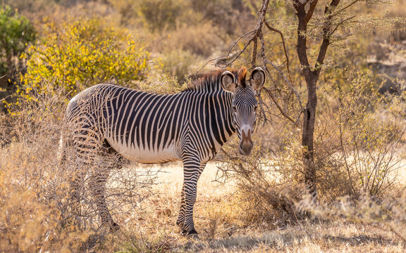 Grévy's zebra (Equus grevyi) looking at the camera, Samburu National Rerserve, Kenya.	