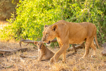 A lioness ( Panthera Leo) looking for prey, Samburu National Reserve, Kenya.  
