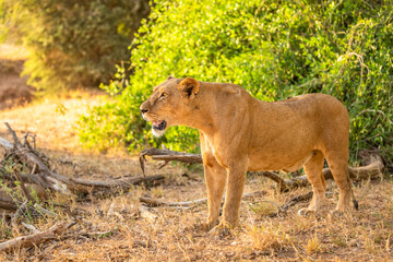 A lioness ( Panthera Leo) looking for prey, Samburu National Reserve, Kenya.