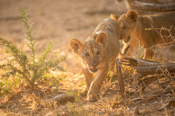 Fototapeta na wymiar Lion cub ( Panthera Leo) walking to the camera, Samburu National Reserve, Kenya.