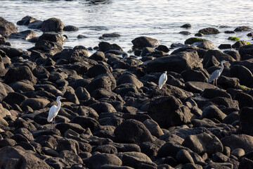 rocks on the beach