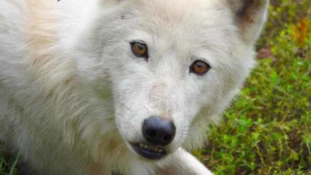 white polar wolf (canis lupus tundrarum) close up portrait