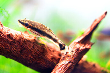 Otocinclus Affinis, Macrotocinclus affinis smallest known suckermouth catfish. Golden otocinclus on the aquarium wood root