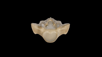 Superior view of Sacrum