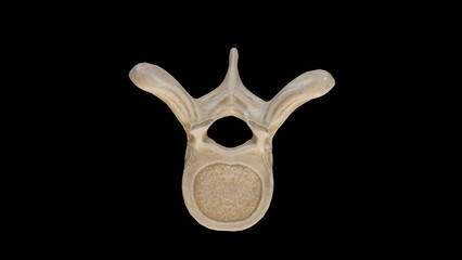 Superior view of Sixth Thoracic Vertebra (T6)