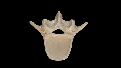 Superior view of Third Lumbar Vertebra (L3)