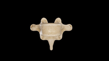 Anterior view of Eighth Thoracic Vertebra (T8)