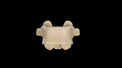 Anterior view of Eleventh Thoracic Vertebra (T11)