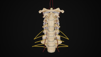 Cervical spine with vertebral arteries and emerging spinal nerves-black background