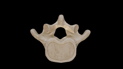 Inferior view of Fifth Lumbar Vertebra (L5)
