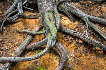 Curved Intertwined twisted partly dead roots of the pine tree growing above the orange red yellow sandy ground surface on the slope