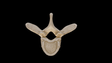  Inferior view of Second Thoracic Vertebra (T2)