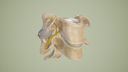 Medical Illustration of Intervertebral Foramina with emerging spinal nerves