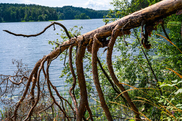 Broken partly fallen pine tree on the coast of longest lake of Lithuania. Twisted branches of the tree like the legs of some mystic creature holding fallen pine tree above the water of the lake.
