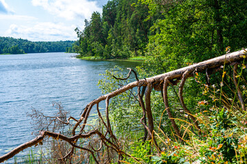 Broken partly fallen pine tree on the coast of longest lake of Lithuania. Twisted branches of the tree like the legs of some mystic creature holding fallen pine tree above the water of the lake.