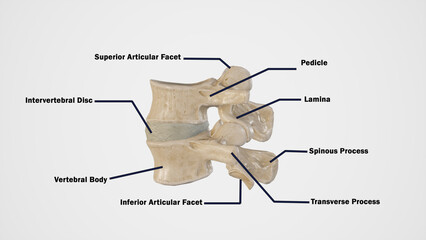 Lateral View of Third and Fourth Lumbar Vertebrae-Labelled