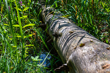 Bark free fallen toward the water dead tree trunk surrounded by rich green overgrown plants of the lake coast