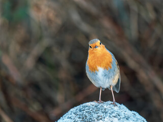 Robin Feeding on a Log
