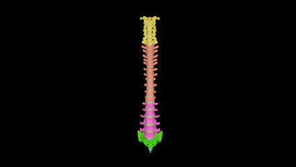 Medical Ilustration of Vertebral Column with Colored spines