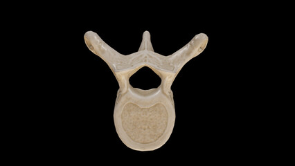 Superior view of Eighth Thoracic Vertebra (T8)
