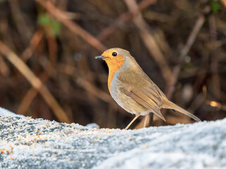 Robin Feeding on a Log