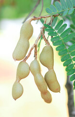 Leaf and raw tamarind fruit. Hang on the tamarind tree with natural background.