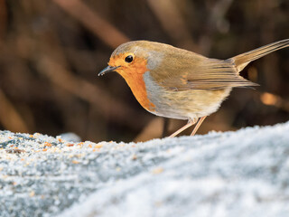 Robin Feeding on a Log