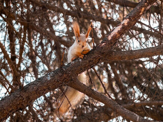 Squirrel sitting on a tree in the park