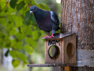 Bird sitting on birdhouse on the tree