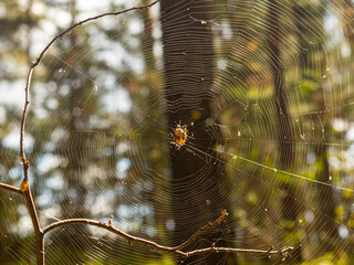 spider on the web in the forest