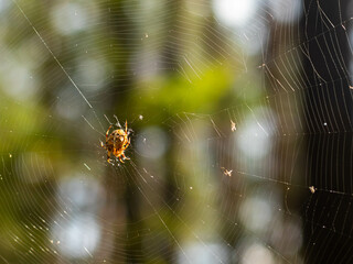 closeup of a spider on the web