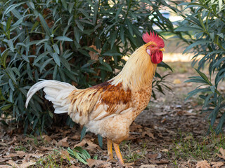 A closeup of a rouster