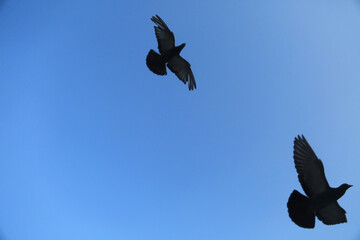 two pigeons flying in the sky