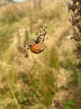 Four spot orb-weaver (Araneus quadratus) walking along it's web