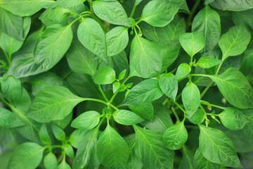 Farm chili plants are blooming white flowers. Top view.