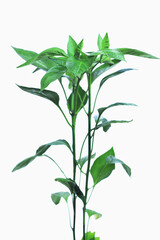 2 Chili tree isolated on white background, clipping path included.